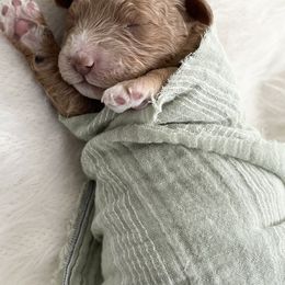 Labradoodle Puppies from Uintah Basin Doodles