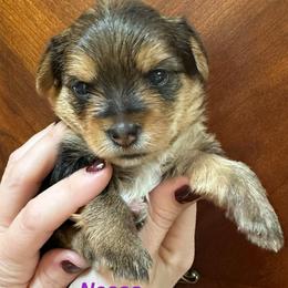 Nessa - Black and tan female Yorkshire Terrier puppy in Ashland, Kentucky from Yorkie Paw