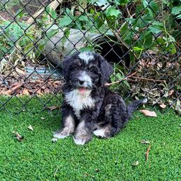 Bugle - Tri-color male Bernedoodle puppy in Banner Elk, North Carolina from Walnut Tree Bernedoodles