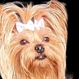 Bella - Yorkshire Terrier