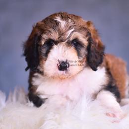 Black - Sable male Bernedoodle puppy in Macomb, Oklahoma from Fife and Wife Ranch LLC