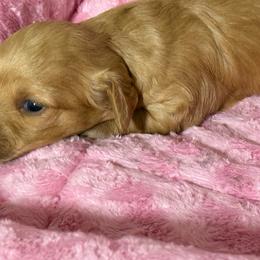 River - Red male Dachshund puppy in Salem, Oregon from Longdox Mini Dachshunds