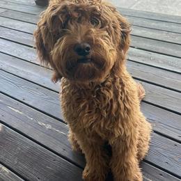 Goldendoodle and Golden Mountain Doodle All Grown Up from Howard Hills Doodles