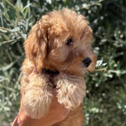 Liberty - Apricot female Goldendoodle puppy in Modesto, California from Central Valley Canine Companions