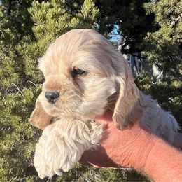Boy 2 - Buff Cocker Spaniel puppy in Trinidad, Colorado from Sweet Cockers