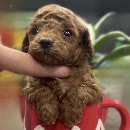 French Bulldog and Poodle Puppies from FreshestFrenchies