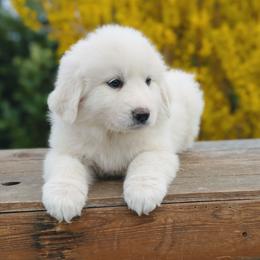 Girl 6 Lilac - White female Great Pyrenees puppy in Yakima, Washington from Naches Heights Ranch
