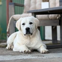 Boy 1 - male Labrador Retriever puppy in Grand Rapids, Michigan from Grand River Labradors