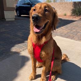 Tess - Dark golden female Golden Retriever puppy in Logandale, Nevada from All Around Retrievers