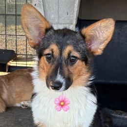 Tri Girl 2 - Black and tan female Pembroke Welsh Corgi puppy in Bay Area, California from MJ's Corgis