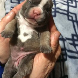 Boston Terrier, Companion Cross, and French Bulldog Puppies from High Plains French Bulldogs,Boston Terriers and Frenchtons.