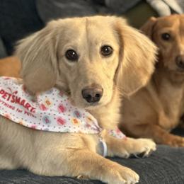 Dachshunds from Reed's Radiant Dogs