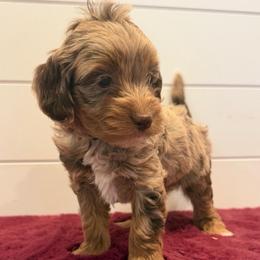 Brown Collar - Merle male Goldendoodle puppy in San Augustine, Texas from Vintage Doodles