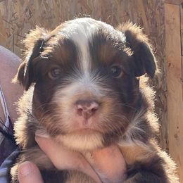 Miniature Australian Shepherds and Toy Australian Shepherds from Copper  Star Aussies