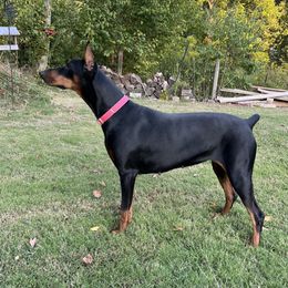 Luna - Doberman Pinscher