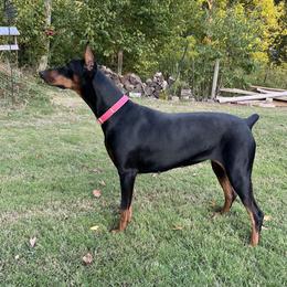 Luna - Doberman Pinscher