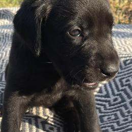 Labrador Retriever Puppies from Oakley's Mountain Top Kennel