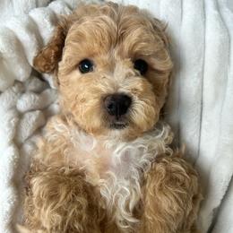 Green Collar Male - Gold male Havapoo puppy in Dallas, Georgia from West Cobb Dogs