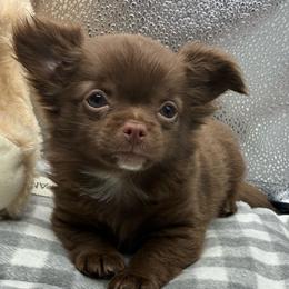 Nova - Chocolate male Chihuahua puppy in Summerfield, Florida from Impeccable's Boutique & Ethical Breeder for the educated & discriminating ONLY