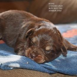 Kane - Red tri male Miniature Australian Shepherd puppy in Patterson, North Carolina from DreamLine Aussies
