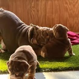 Bulldog Puppies from Bullgodz English Bulldogs