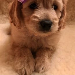 Goldendoodle Puppies from Powderhill Puppies
