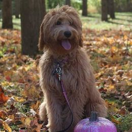 Dixie - Labradoodle
