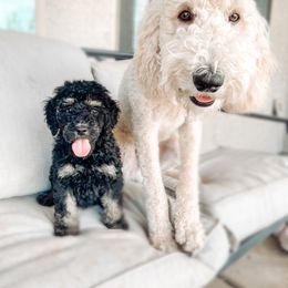 Goldendoodle Puppies from AZ Desert Doodles