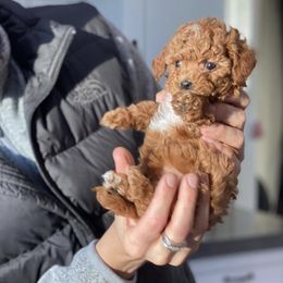 Aussiedoodles, Bernedoodles, and Goldendoodles from Doodlesfriend