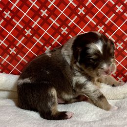 Australian Shepherd Puppies from M3 Sassafrass Ranch