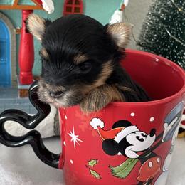 Tinsel - Black and tan female Yorkshire Terrier puppy in West Fargo, North Dakota from A Yorkie Tale