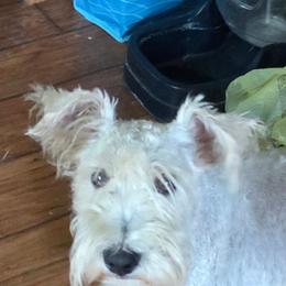 Whinny - Miniature Schnauzer