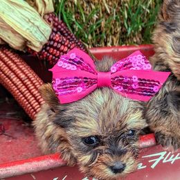 Poodles and Yorkshire Terriers from Bella Gail Kennels