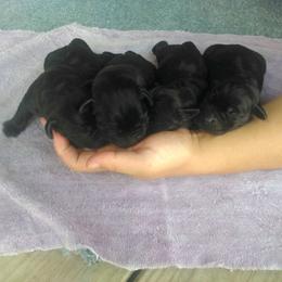 Girl 3 - Black female Labrador Retriever puppy in Archer Lodge, North Carolina from Archer Lodge Labradors