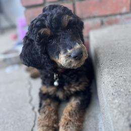 Duchess - Phantom female Poodle puppy in Arroyo Grande, California from Central Coast Poodle Paws