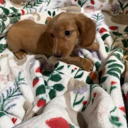 Annie - Cream female Dachshund puppy in Mountain Home, Arkansas from Furry Friends Kennel