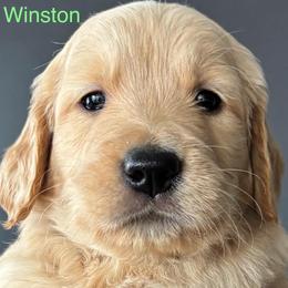 Winston - Golden male Golden Retriever puppy in Vail, Arizona from Retrievers Gold AZ