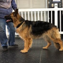 Bary - German Shepherd