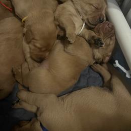 Labrador Retriever Puppies from Lake Crystal Farms Labradors