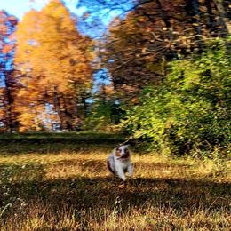 Australian Shepherds from Haddix Farms