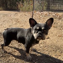 CoCo - Black and tan female French Bulldog puppy in Warm Springs, Arkansas from Seven Hills Arkansas