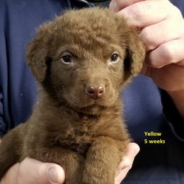 Chesapeake Bay Retriever Puppies from Eska Creek Chesapeakes