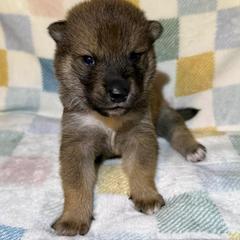 Yellow - Sesame male Shikoku Ken puppy in Charleston, West Virginia from Kiseki No Yama