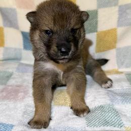 Yellow - Sesame male Shikoku Ken puppy in Charleston, West Virginia from Kiseki No Yama