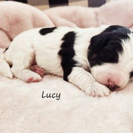 Bernedoodle and Irish Doodle Puppies from Willow-Be Doodles