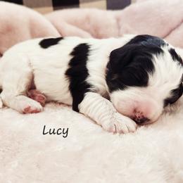 Bernedoodle and Irish Doodle Puppies from Willow-Be Doodles