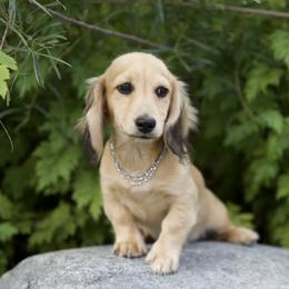 Logan is 4000dollars - Cream male Dachshund puppy in Crystal, Michigan from Mare-bella Dachshunds