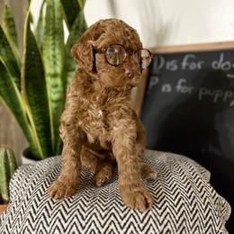 Boy 4 - Red  male Goldendoodle puppy in Washington, Illinois from Lola Bear Goldendoodles