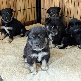 Lapponian Herder Puppies from Maalattu Koirankoppi Lapponian Herders