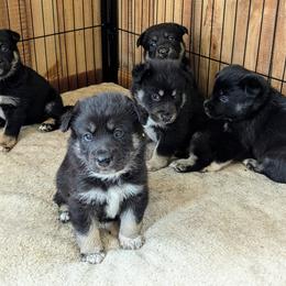 Lapponian Herder Puppies from Maalattu Koirankoppi Lapponian Herders